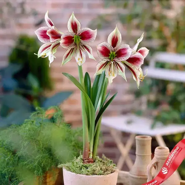 amarillis_eksotik_star_azalianow_dostavka_cvetov_moskva Амариллис Эксотик Стар (Exotic Star) от AzaliaNow