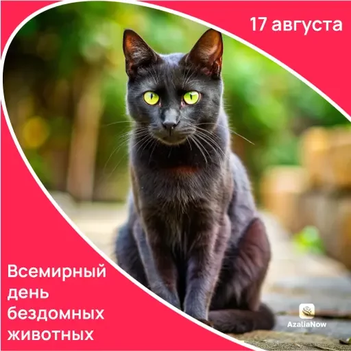 День бездомных животных День бездомных животных