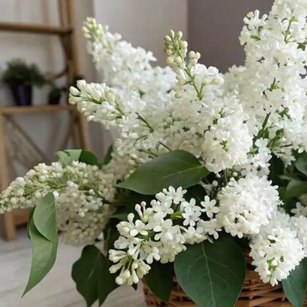 Белая сирень от AzaliaNow