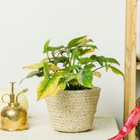 Маленькое фото 2: Сингониум ноголистный Ред Спот