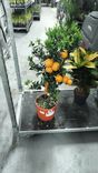 Фото флориста 1: Каламондин (мадурский цитрус)