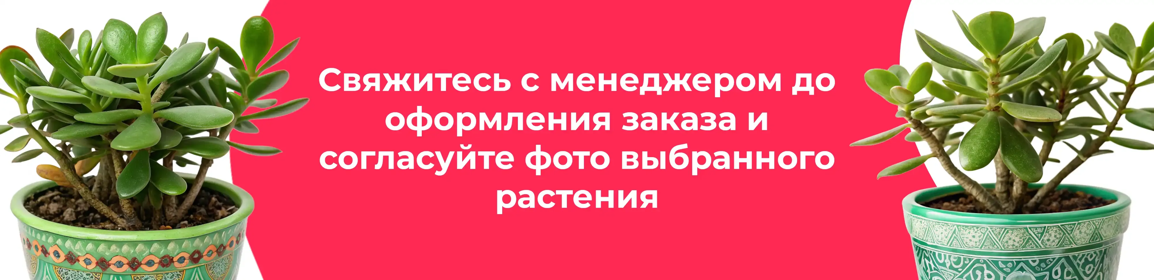 Баннер для рубрики: Крассулы Овата