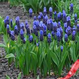Маленькое фото 1: Виноградный гиацинт Мускари (Muscari Latifolium)