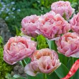 Маленькое фото 1: Луковицы тюльпанов «Жизнь»