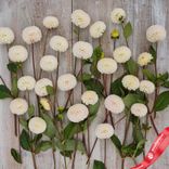 Маленькое фото 4: Георгин Мини Помпон Смол Ворлд (Mini Pompon Small World)