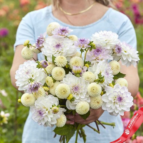 Георгин Лавендер Линен Дуо (Lavender Linen Duo)