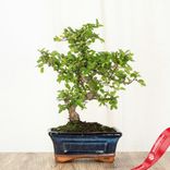 Маленькое фото 1: Бонсай Дзельква 6-летняя
