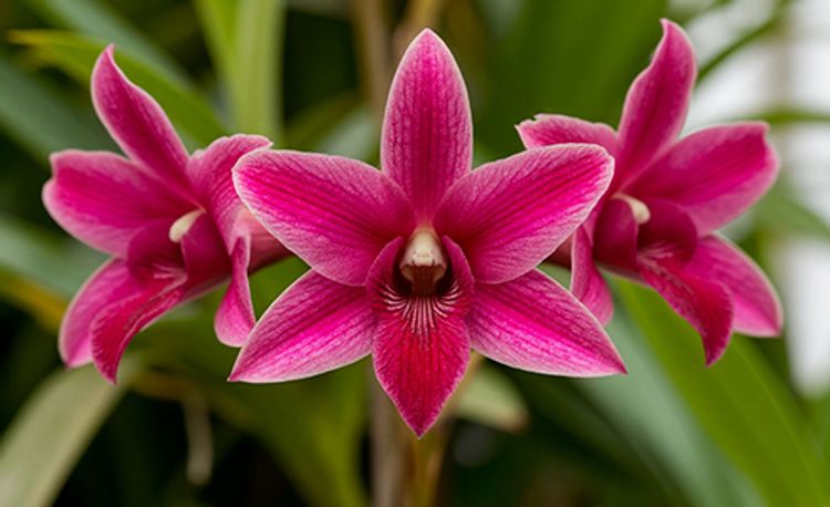 Фото орхидей дендробиум