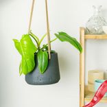 Маленькое фото 3: Филодендрон Голден Виолин (Золотая Скрипка)
