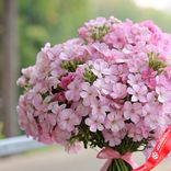 Маленькое фото 2: Букет из 45 розовых флоксов с розовой лентой