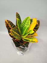 Фото флориста 1: Кодиеум пестрый Миссис Айстон