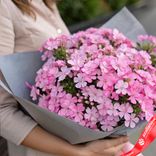 Маленькое фото 2: Букет из 19 розовых флоксов в серой пленке
