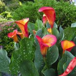 Маленькое фото 3: Калла Флэйм (Flame)