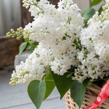 Маленькое фото 2: Корзина с белой сиренью L