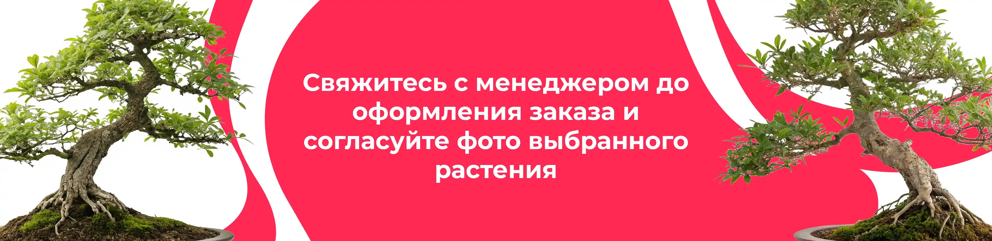 Баннер для рубрики: Бонсаи