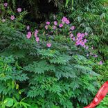 Маленькое фото 2: Георгин Три Империалис (Tree Imperialis)
