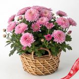 Маленькое фото 1: Букет из 25 хризантем кустовых розовых в корзине, Голландия