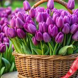 Маленькое фото 2: Корзина из 500 фиолетовых тюльпанов, Россия