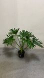 Фото флориста 1: Филодендрон Lickety Split