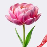Маленькое фото 1: Тюльпан пионовидный розовый, Голландия