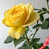 Маленькое фото 2: Роза желтая, Эквадор, 50см