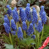 Маленькое фото 3: Виноградный гиацинт Мускари Арменикум (Muscari Armeniacum)