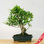 Маленькое фото 1: Бонсай Фикус ретуза 16-летний