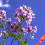 Маленькое фото 4: Георгин Три Империалис (Tree Imperialis)