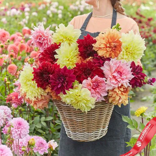 Фото 2: Георгин Джайант Блум Микс (Giant Bloom Mix)