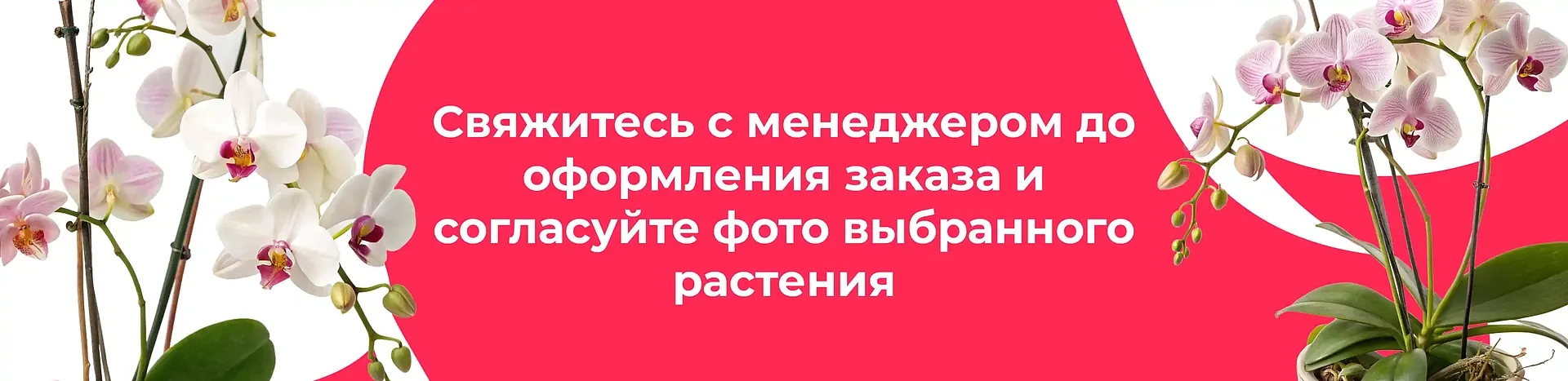 Баннер для рубрики: Фаленопсисы