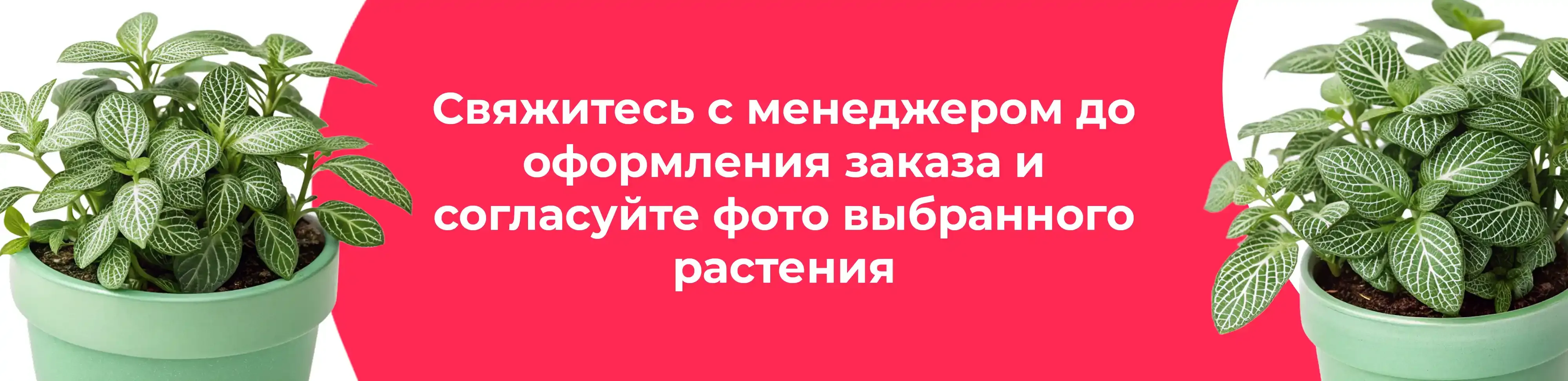 Баннер для рубрики: Фиттонии