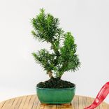 Маленькое фото 1: Бонсай Тис средний 9-летний