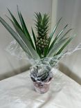 Фото флориста 1: Ананас комнатный