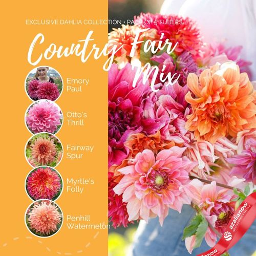 Фото 3: Георгин Кантри Файр Микс (Country Fair Mix)