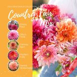 Маленькое фото 3: Георгин Кантри Файр Микс (Country Fair Mix)