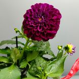Маленькое фото 3: Георгин «Микс» для высадки в грунт, D13 см