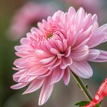 Маленькое фото 2: 1 xризантема розовая, Голландия