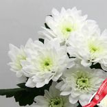 Маленькое фото 2: 1 белая кустовая хризантема