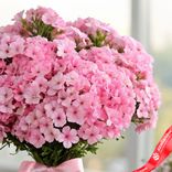 Маленькое фото 3: Букет из 51 розового флокса с розовой лентой