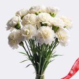 Маленькое фото 1: Букет из 10 гвоздик кустовых белых, Диантус, Голландия