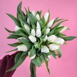 Фото флориста 1: 25 белоснежных тюльпанов М24