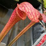 Маленькое фото 3: Саррацения Лия Уилкерсон x Маленький Гигант