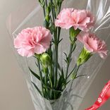 Маленькое фото 2: Букет из 3 розовых гвоздик в пленке, Диантус, Голландия