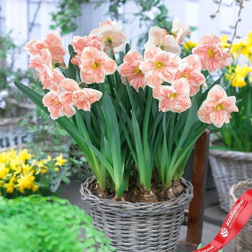 Нарцисс Баттерфляй Эйприкот Вёрл (Butterfly Apricot Whirl)