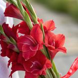 Маленькое фото 3: Букет из 3 красных гладиолусов с белой лентой