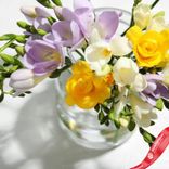 Маленькое фото 2: Фрезия Спринг Рэйн Микс (Spring Rain Mix)