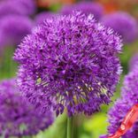 Маленькое фото 2: Аллиум Тол Пёрпл Сенсэйшн (Tall Purple Sensation)