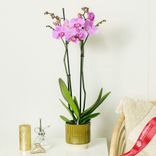 Маленькое фото 2: Орхидея светло-розовая (домашние растения в горшках)