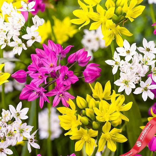 Фото 3: Аллиум Смол Флауринг Микс (Small Flowering Mix)