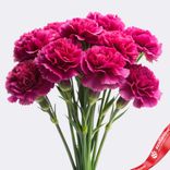 Маленькое фото 1: Букет из 10 гвоздик малиновых, Диантус, Голландия